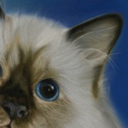 Rotondo… come un gatto!