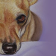Negli occhi d’un cane